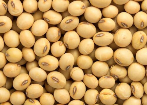 Non GMO Soya Beans for Sale, Brazil Non-GMO Soya Beans Exporters, Exportateurs de soja non OGM du Brésil, Exportadores de soja não transgênico do Brasil, 巴西非转基因大豆出口商, Exportadores de soja no modificada genéticamente de Brasil, مصدرو فول الصويا غير المعدل وراثياً من البرازيل