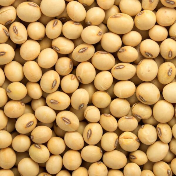 Non GMO Soya Beans for Sale