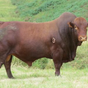 Bonsmara Calves, Heifers and Bulls