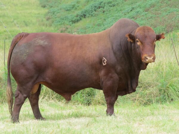 Bonsmara Calves, Heifers and Bulls