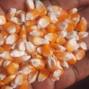 Non GMO Yellow Maize For Sale