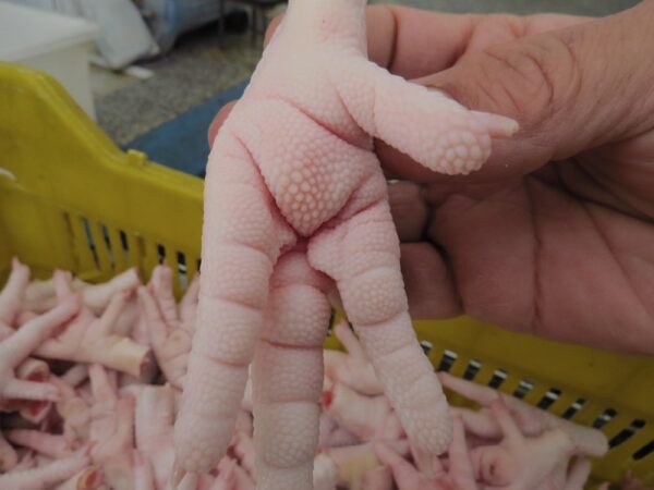 Chicken Feet for Sale