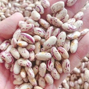 Non GMO Sugar Beans for Sale