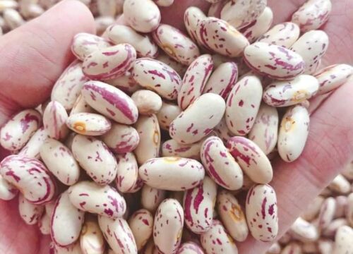 Non GMO Sugar Beans for Sale, Brazil Non-GMO Sugar Beans Exporters, Exportateurs de haricots sucrés non OGM du Brésil, Exportadores de feijão carioca não transgênico do Brasil, 巴西非转基因糖豆出口商, Exportadores de frijoles sugar no modificados genéticamente de Brasil, مصدرو الفاصوليا السكرية غير المعدلة وراثياً من البرازيل