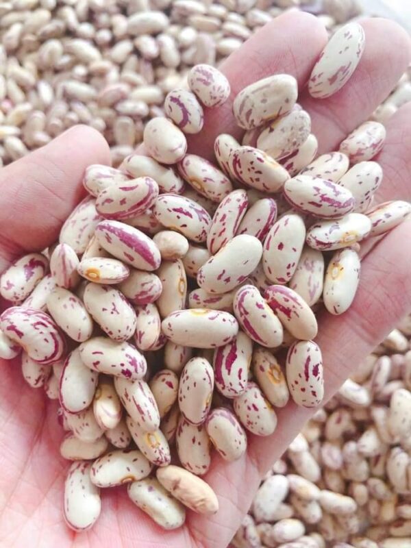 Non GMO Sugar Beans for Sale