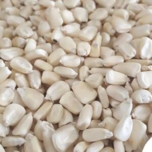 High-Quality Non-GMO White Maize for Sale