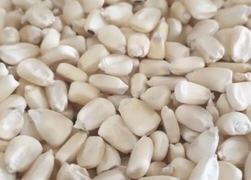High-Quality Non-GMO White Maize for Sale, Brazil Non-GMO White Maize Exporters, Exportateurs de maïs blanc non OGM du Brésil, Exportadores de milho branco não transgênico do Brasil, 巴西非转基因白玉米出口商, Exportadores de maíz blanco no modificado genéticamente de Brasil, مصدرو الذرة البيضاء غير المعدلة وراثياً من البرازيل