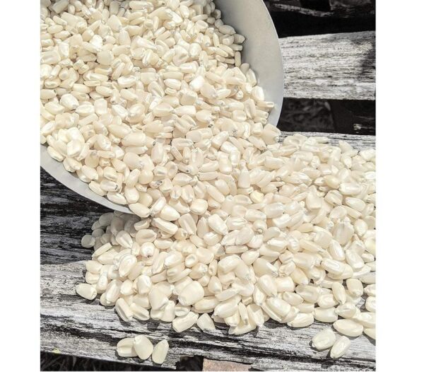 White Corn for Animal Feed