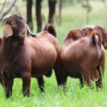 Kalahari Goats
