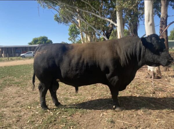 Angus Calves Heifers Bulls