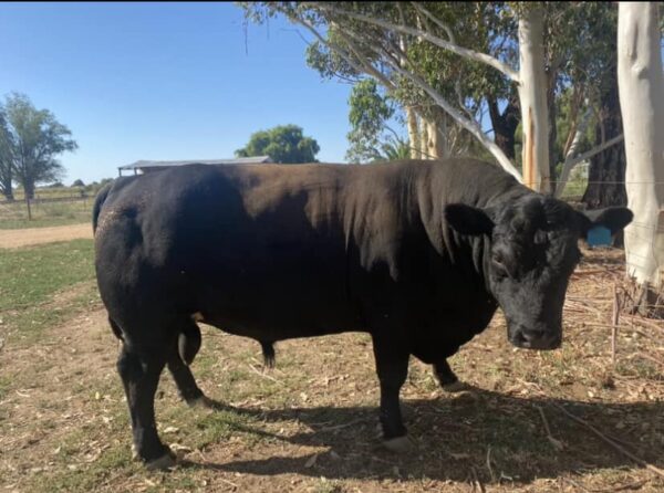 Angus Calves Heifers Bulls