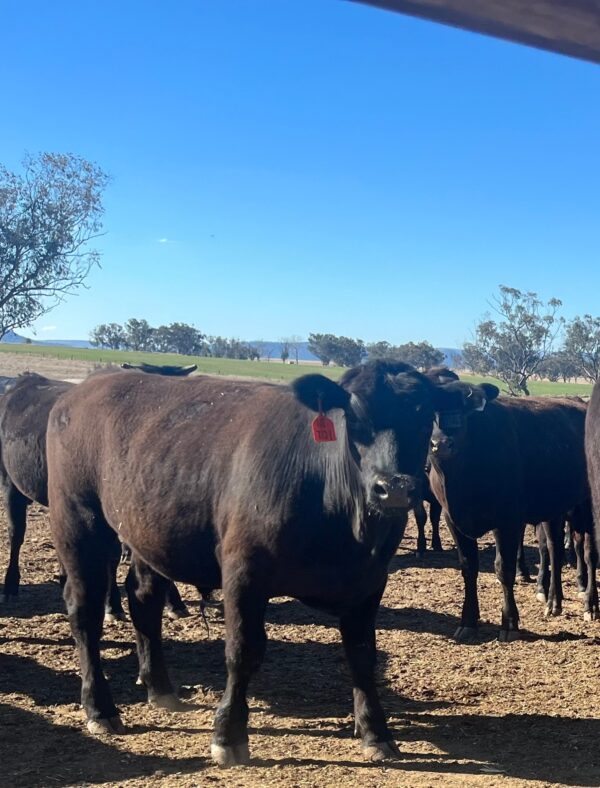 Angus Calves Heifers Bulls