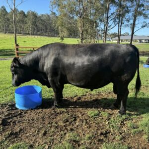 Angus Calves Heifers Bulls