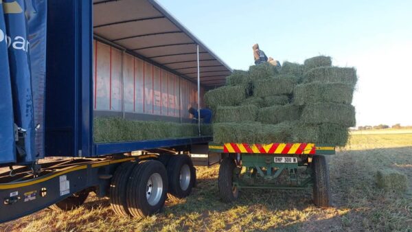 Animal Feed for Sale