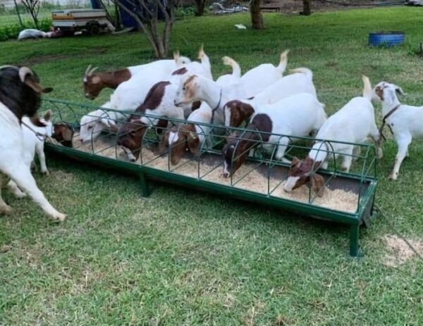 Animal Feed for Sale