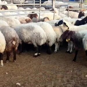 Awassi Sheep for Sale
