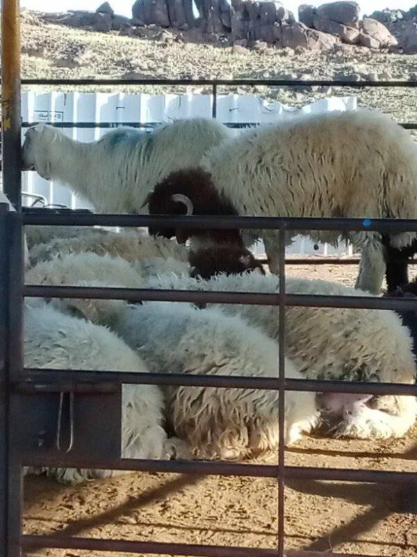 Awassi Sheep for Sale