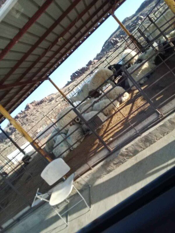 Awassi Sheep for Sale