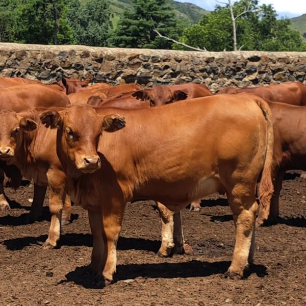 Beefmaster Calves Heifers Bulls