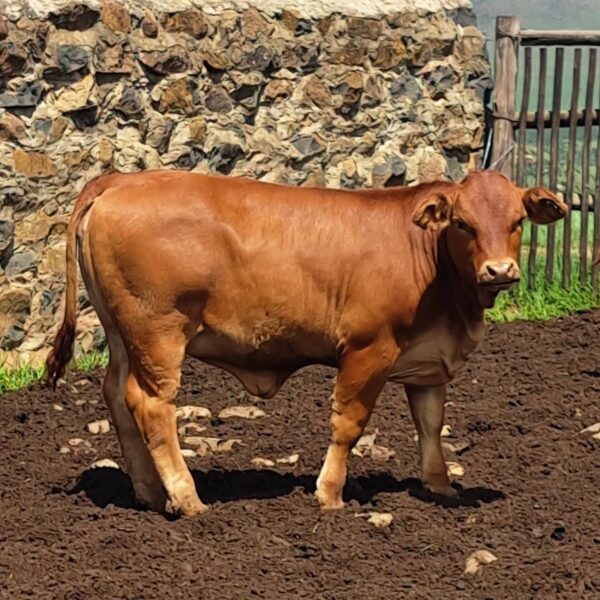Beefmaster Calves Heifers Bulls