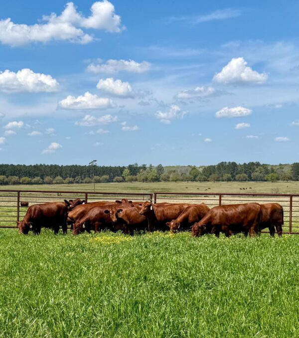 Beefmaster Calves Heifers Bulls