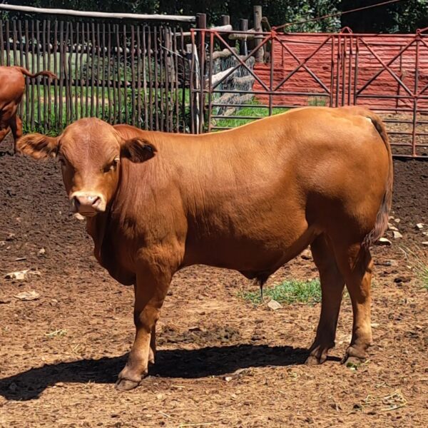 Beefmaster Calves Heifers Bulls