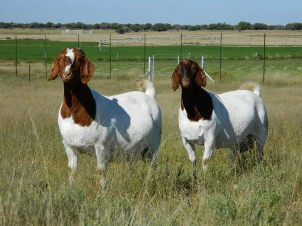 Boer Goats for Sale