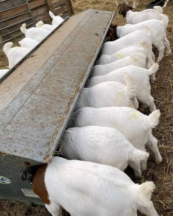 Boer Goats for Sale