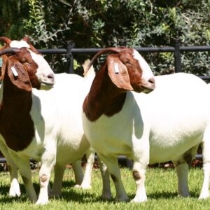 Boer Goats for Sale