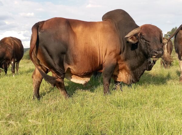Boran (Calves, Heifers, Bulls)