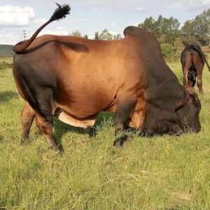 Boran (Calves, Heifers, Bulls)