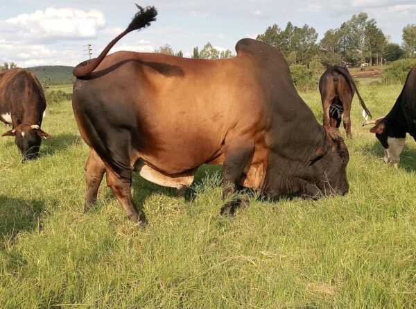 Boran (Calves, Heifers, Bulls)