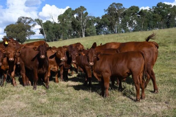 Boran (Calves, Heifers, Bulls)
