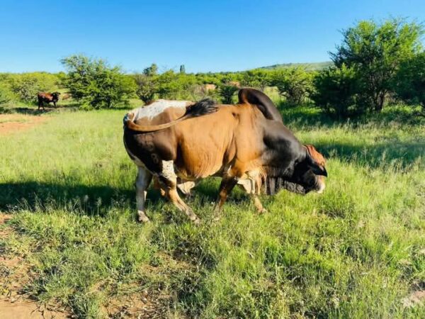 Boran (Calves, Heifers, Bulls)