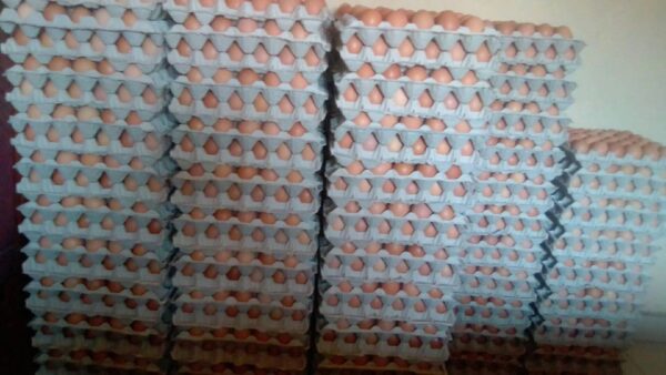 Chicken Eggs for Sale