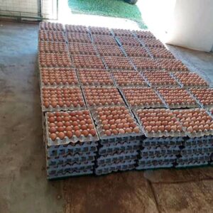 Chicken Eggs for Sale