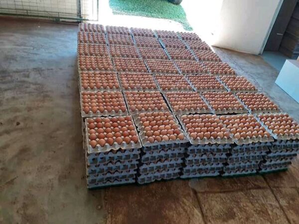 Chicken Eggs for Sale