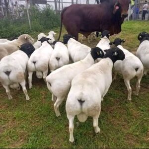 Dorper Sheep for Sale
