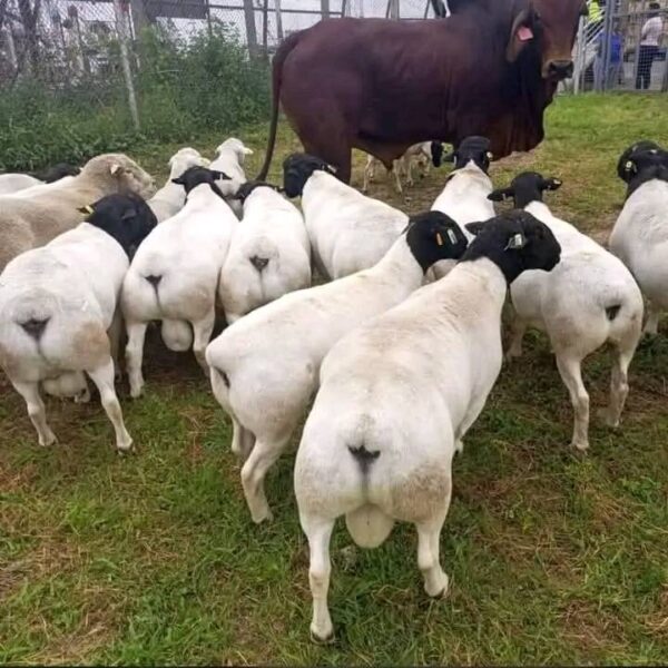 Dorper Sheep for Sale