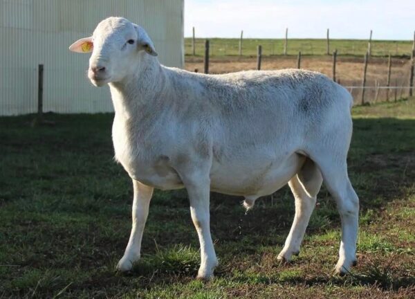 Dorper Sheep for Sale