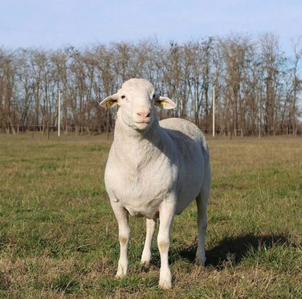 Dorper Sheep for Sale
