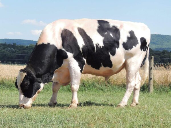 Friesian Holstein Calves Heifers Bulls