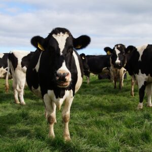 Friesian Holstein Calves Heifers Bulls