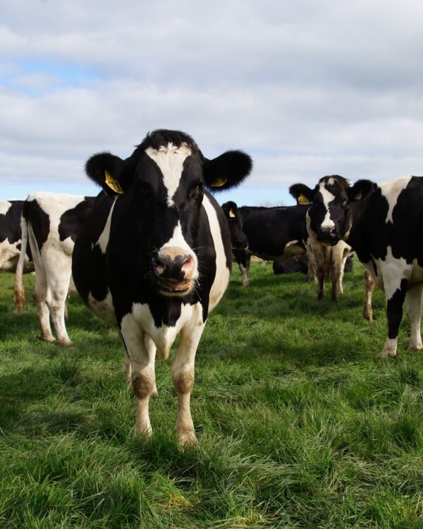 Friesian Holstein Calves Heifers Bulls