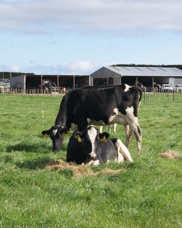 Friesian Holstein Calves Heifers Bulls