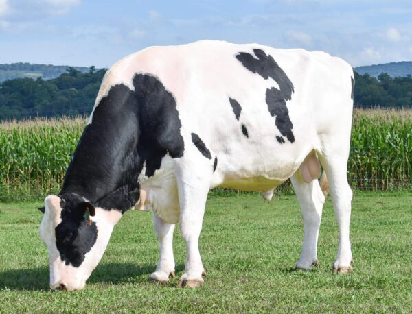 Friesian Holstein Calves Heifers Bulls