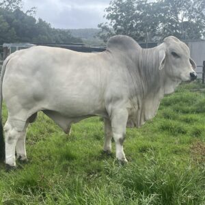 Grey Brahman Calves Heifers Bulls