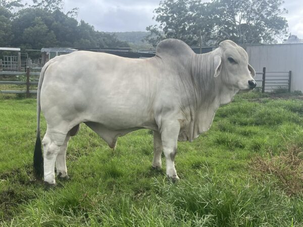 Grey Brahman Calves Heifers Bulls