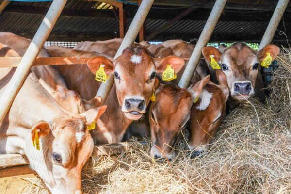 Jersey Calves Heifers Bulls