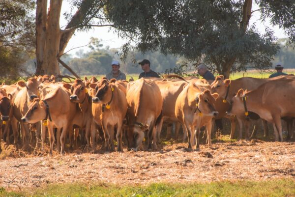 Jersey Calves Heifers Bulls